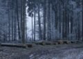 Energieeffizientes Bauen: Was Finnland uns lehrt