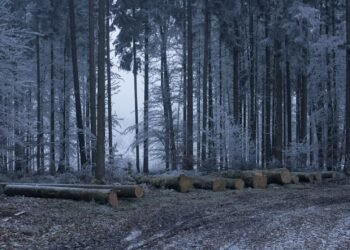 Energieeffizientes Bauen: Was Finnland uns lehrt