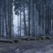 Energieeffizientes Bauen: Was Finnland uns lehrt