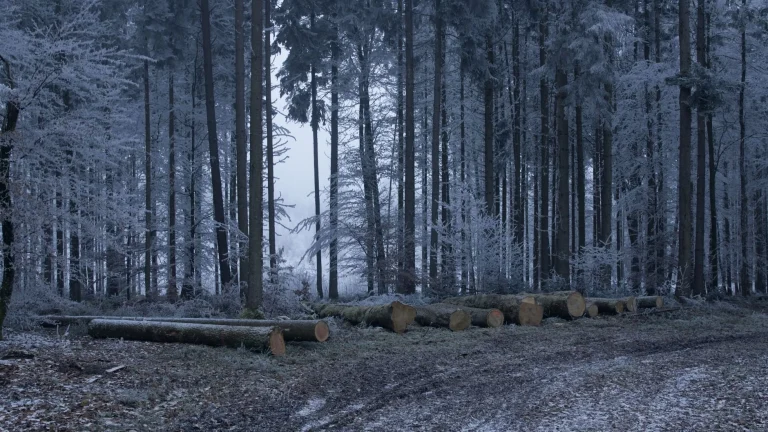 Energieeffizientes Bauen: Was Finnland uns lehrt