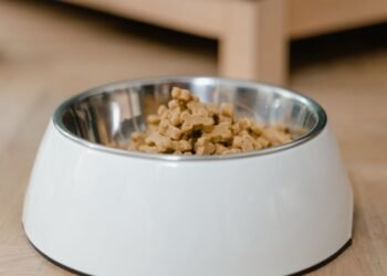 Hundefutter 2026: Rohstoffqualität und Kosten im Blick